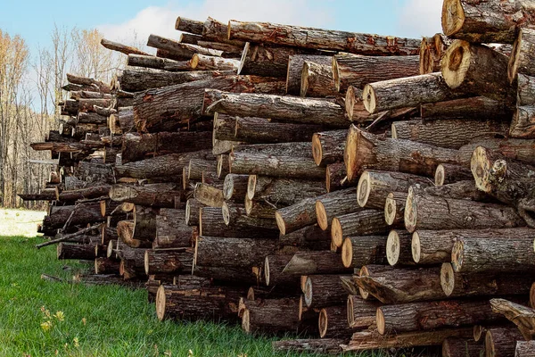 Large High Pile Logs Recently Cut Trees Fall Season — Stock Photo, Image