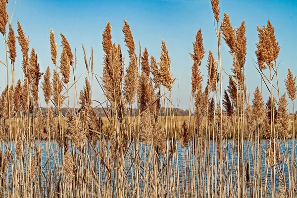 背後に水が見える湿地の背の高い草 — ストック写真