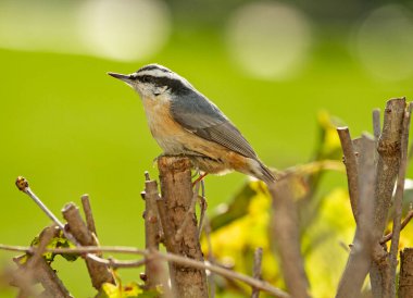 Dalların tepesine tünemiş kırmızı göğüslü bir Nuthatch kuşunun yakın çekimi..