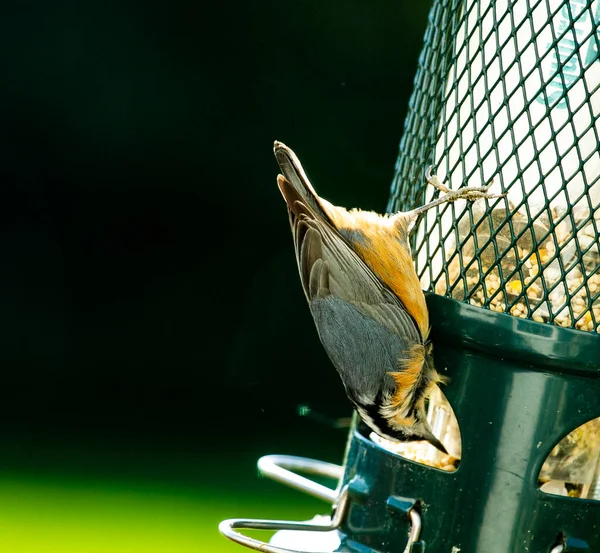 Pássaro Nuthatch Peito Vermelho Escalando Alimentador Pássaros Tentando Obter Sementes — Fotografia de Stock