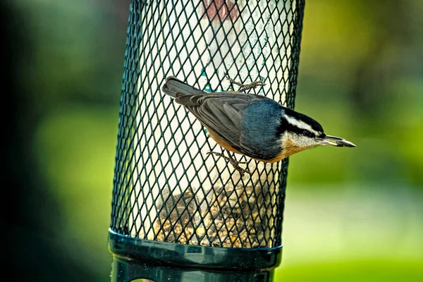 Pássaro Nuthatch Peito Vermelho Escalando Alimentador Pássaros Tentando Obter Sementes — Fotografia de Stock