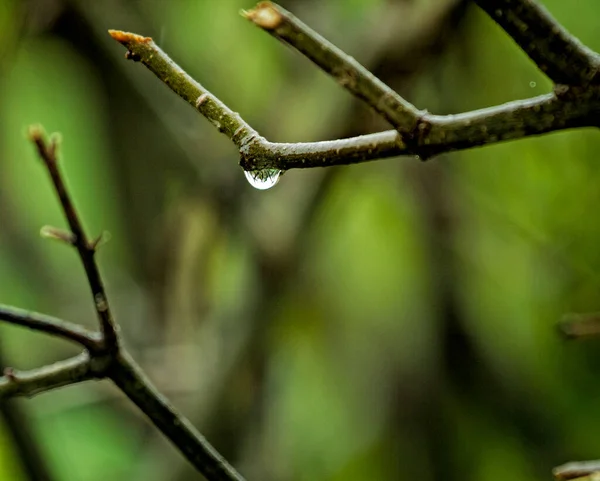 Refrakcja Kropli Wody Gałęzi Pojedynczą Kroplą Odbijającą Się Wewnątrz Gałęzi — Zdjęcie stockowe