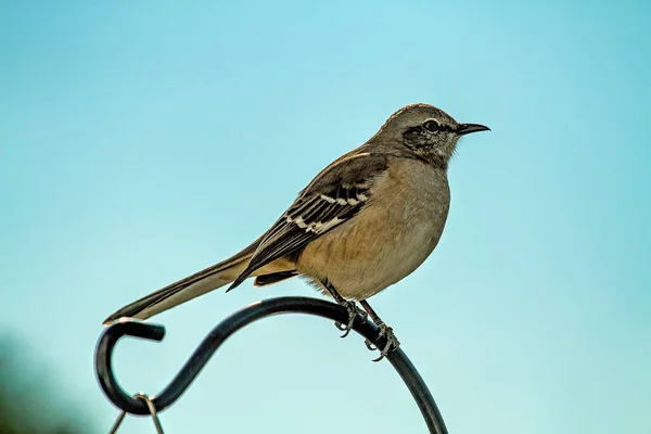 Northern Bocking Bird Appollaiato Sopra Palo Decorativo Attento Ciò Che — Foto Stock