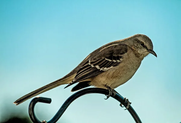 Northern Mocking Bird Empoleirado Cima Poste Decorativo Sendo Vigilante Seu — Fotografia de Stock