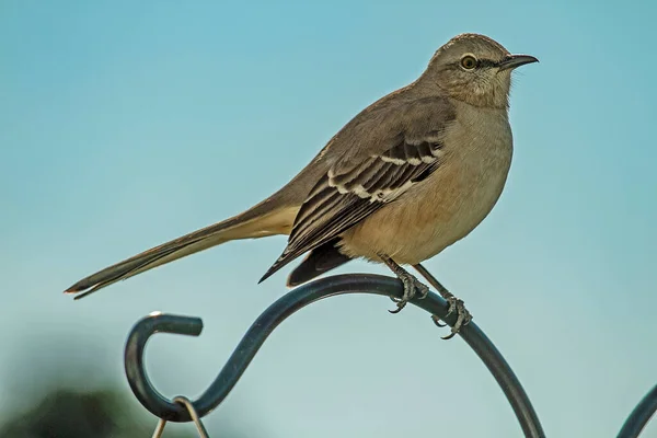 Kuzey Alaycı Kuşu Dekoratif Direğin Tepesine Tünedi Etrafına Göz Kulak — Stok fotoğraf