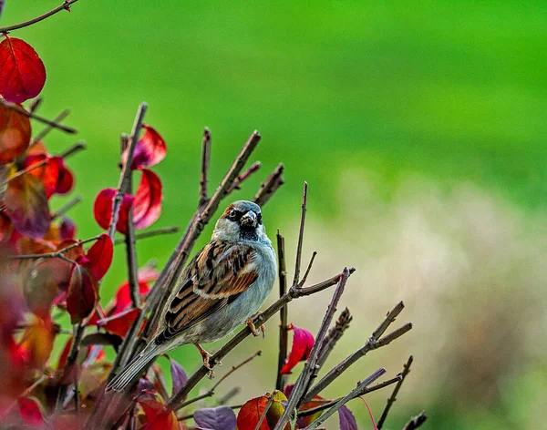 Einzelne Sperlinge Der Herbstsaison Hocken Auf Ästen Rote Blätter Strauch — Stockfoto