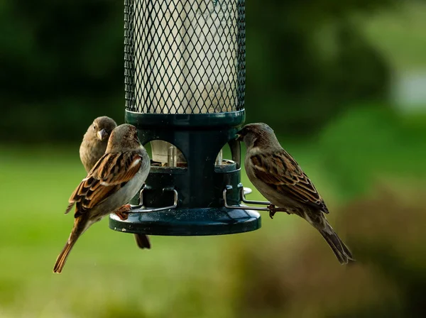 Sparrows Perched Birdfeeder Feeding Seed — Stock Photo, Image