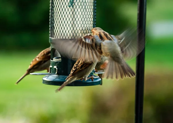 Sparrows Într Frenezie Uriașă Alimentator Păsări Care Luptă Pentru Mâncarea — Fotografie, imagine de stoc