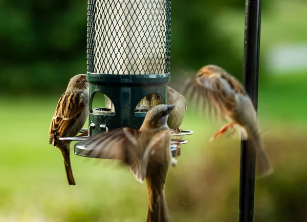 Sparrows Huge Frenzy Bird Feeder Fighting Bird Food — Stock Photo, Image