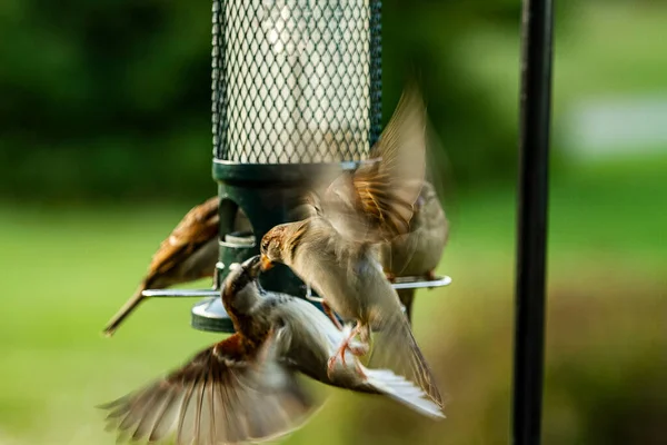먹이때문에 싸우는 참새들 — 스톡 사진