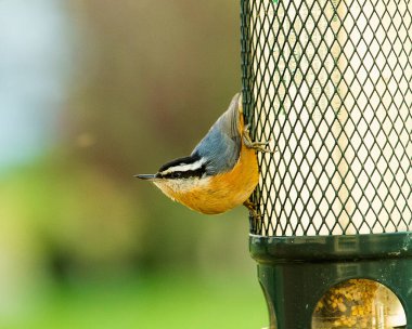 Meraklı ve ihtiyatlı kırmızı göğüslü Nuthatch kuşunun yakın çekimi kuş yemliğinin üzerine kondu..