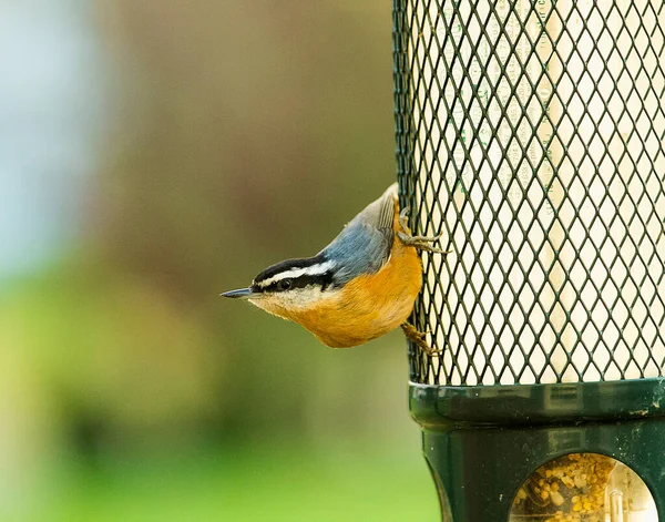 Nahaufnahme Eines Neugierigen Und Vorsichtigen Kleibers Auf Dem Vogelfutterhäuschen — Stockfoto