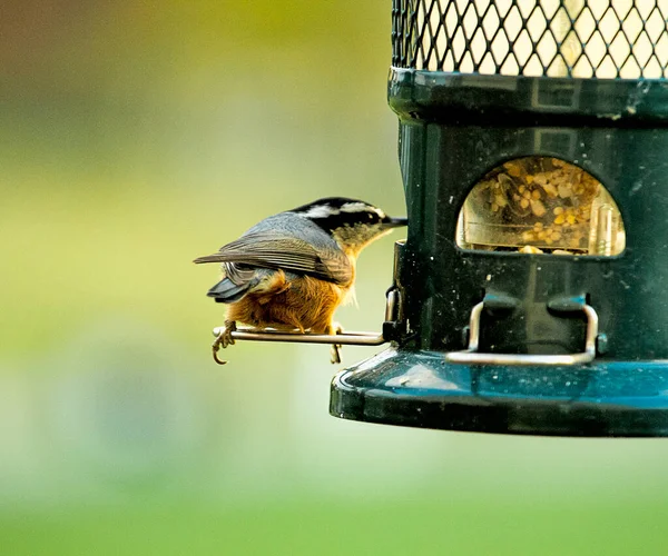 Nahaufnahme Eines Neugierigen Und Vorsichtigen Kleibers Auf Dem Vogelfutterhäuschen — Stockfoto