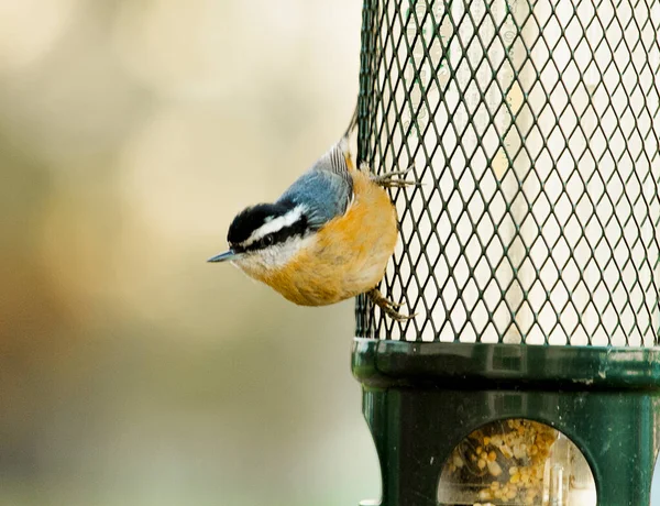 Close Curioso Cauteloso Pássaro Nuthatch Peito Vermelho Empoleirado Alimentador Pássaros — Fotografia de Stock