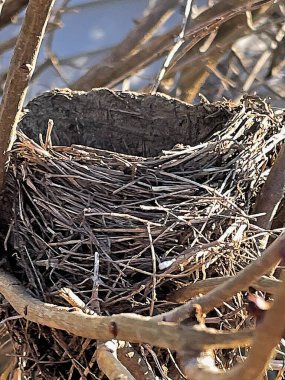 Boş kuş yuvası, kış mevsiminde yoğun bir dalın arasında kıvrılır.
