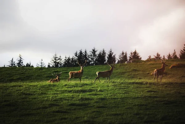 Eine Herde Hirsche Auf Einem Feld — Stockfoto