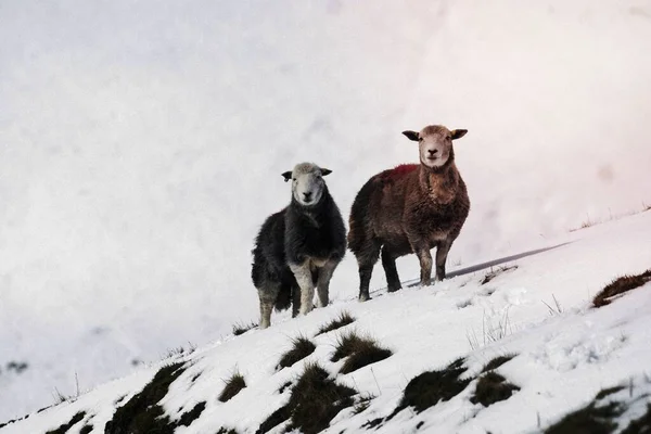 Herdwick Får Vid Den Snöiga Lake District Skottland — Stockfoto