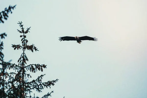 Eagle soaring through the air
