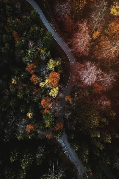 Road among an autumnal forest drone shot