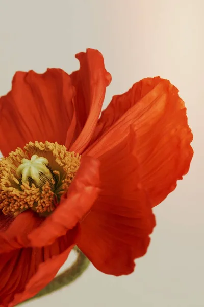 Close up of red poppy flower on beige background