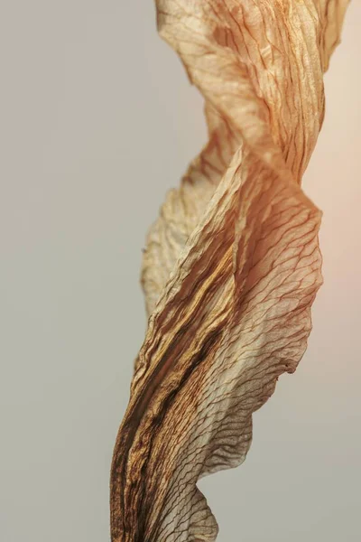 Dried lily flower on a gray background