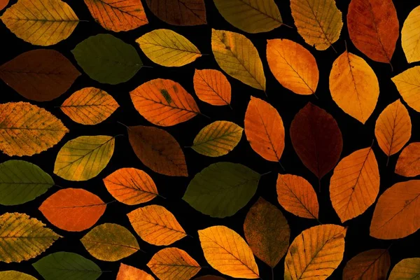 Aesthetic autumn leaf background