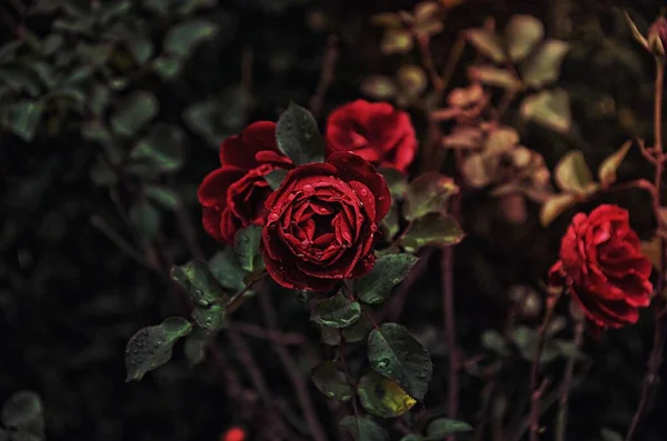Dark Red Rose — Zdjęcie stockowe
