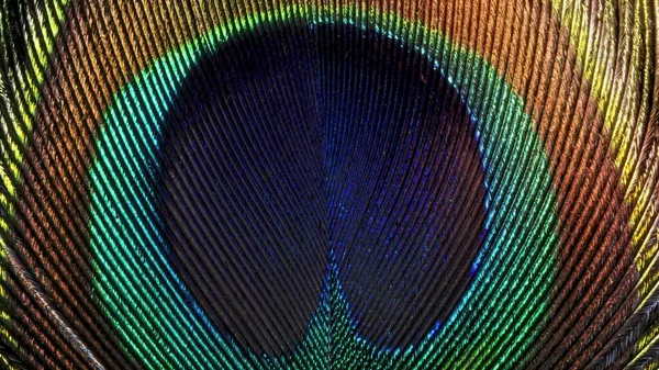 A Peacock feather texture