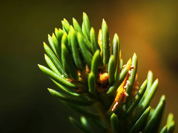 Pine branch, aesthetic nature background.