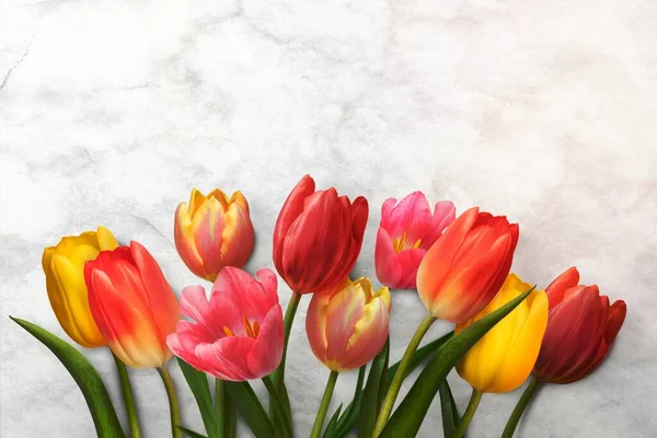 Colorful tulip border, white background, design space