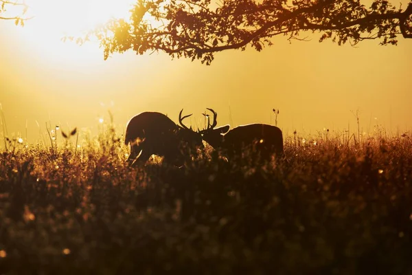 Deer, animal aesthetic during sunset.