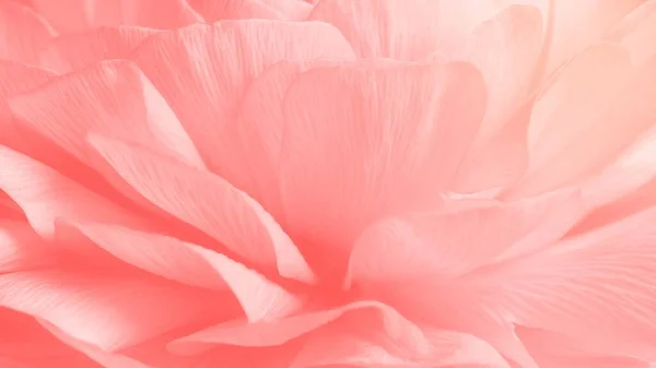 Pink flower wallpaper, HD aesthetic image