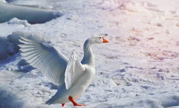 snow goose flapping wings on snow