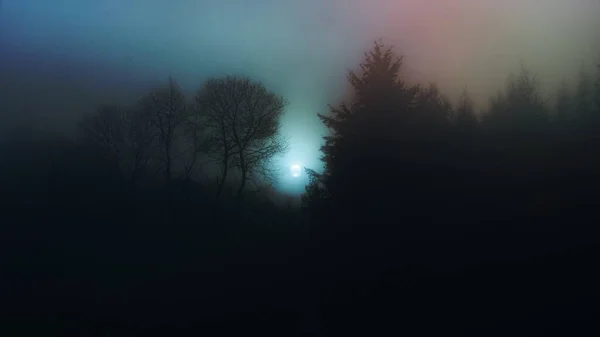 Forest desktop wallpaper, misty night background
