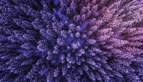 A drone shot of a snowy evergreen forest in Menkerud.