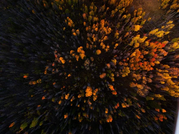 A drone shot of a forest with gray and bright yellow treetops.