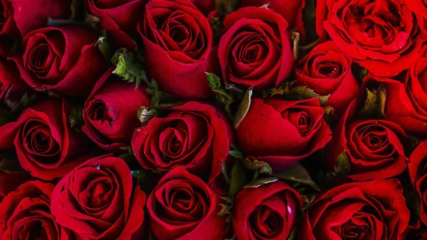 Red rose wallpaper, flower desktop background