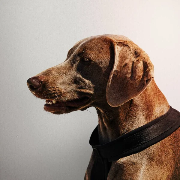 Weimaraner dog side portrait photo