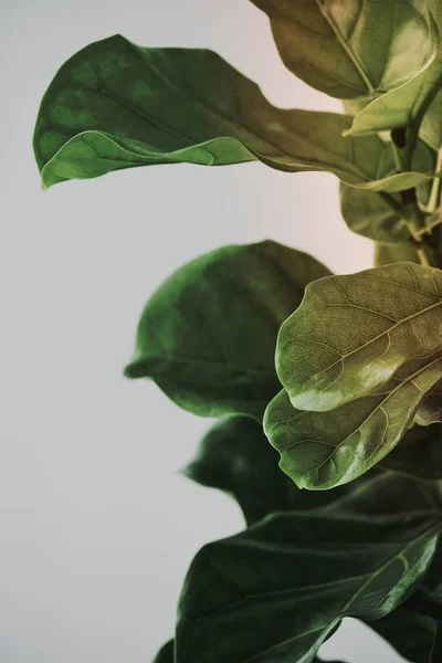 Fiddle leaf fig plant background