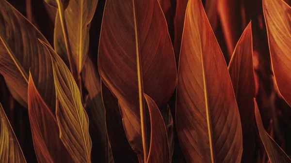 Nature desktop wallpaper, brown calathea leaves background