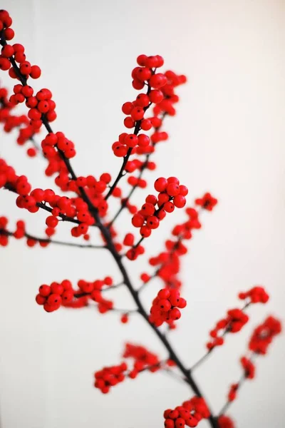 Red berry branch on white.