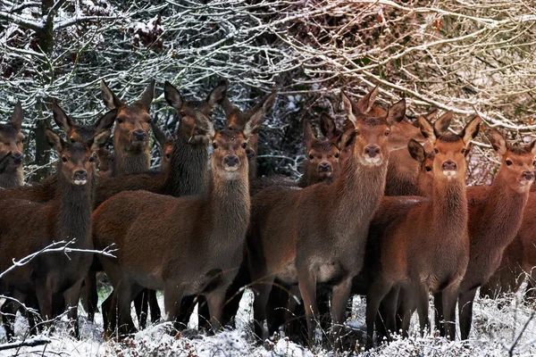 Sambar deer pack in snow field.