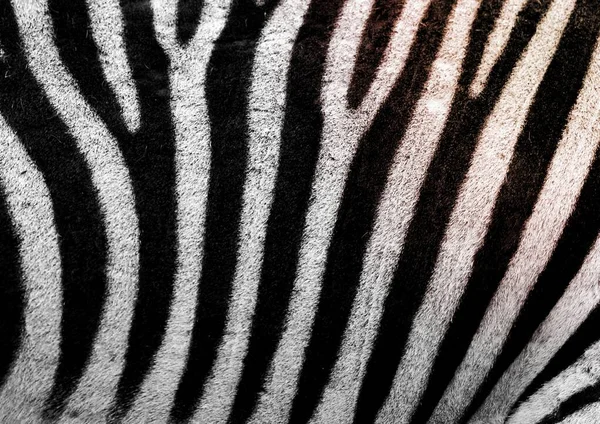 Zebra Pattern Black White Stripe Background — Stock Photo, Image