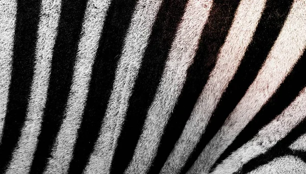 Zebra Pattern Computer Wallpaper High Definition Background — Stock Photo, Image