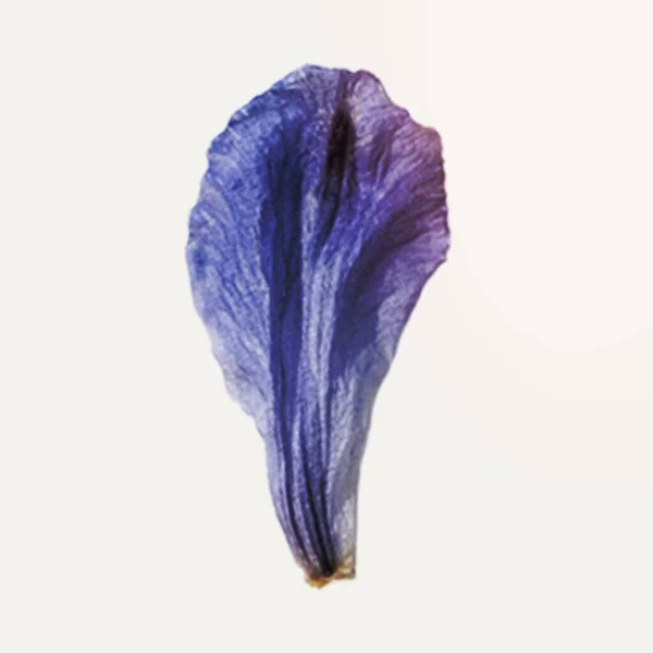 Высушенный Лепесток Голубого Цветка — стоковое фото