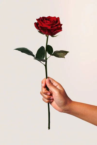 Donna Con Mano Rosa Rossa Fiore San Valentino — Foto Stock