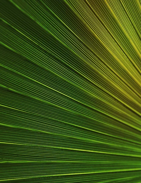 Palmiye Yaprağını Kapat Doğa Tasarımı — Stok fotoğraf