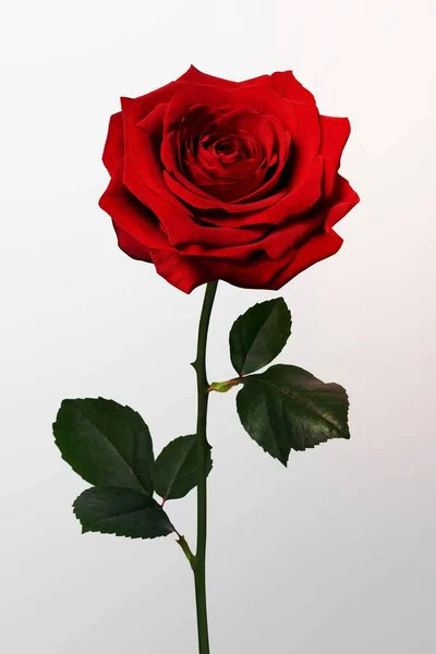 Sfondo Rosa Rossa Fiore San Valentino Spazio Design — Foto Stock