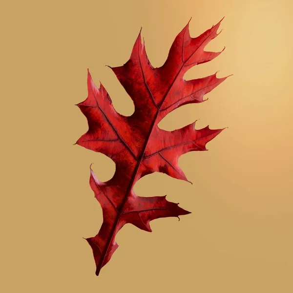 Red Oak Leaf Autumn Botanical — Stock Photo, Image