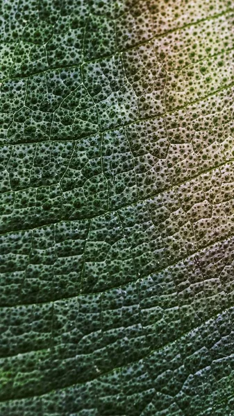 Leaf Texture Mobile Wallpaper Aesthetic High Definition Background — Stock Photo, Image